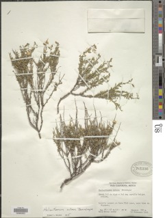 Image of Crocanthemum nutans