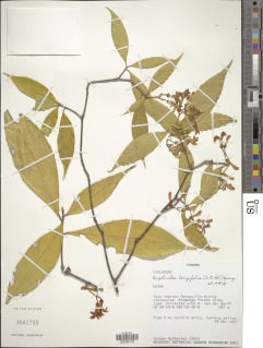 Image of Amphirrhox longifolia