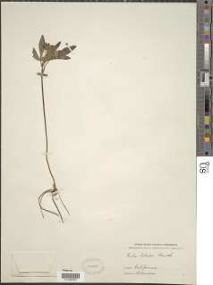 Viola lobata image