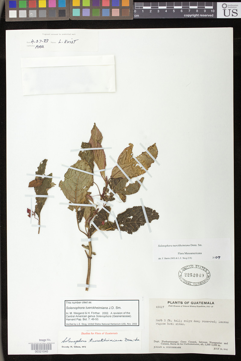 Solenophora tuerckheimiana image