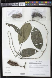 Image of Aristolochia macrocarpa