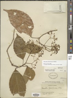 Hasseltia floribunda image