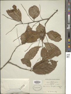 Image of Homalium alnifolium