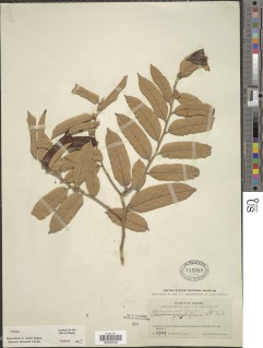 Image of Casearia grandiflora