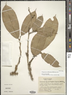 Image of Neosprucea wilburiana