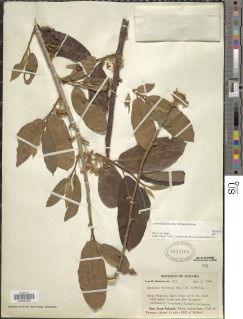 Casearia icosandra image