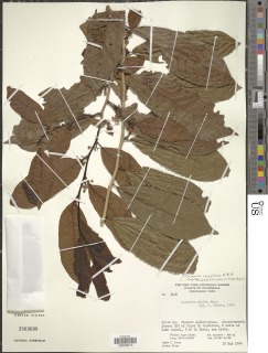 Casearia corymbosa image