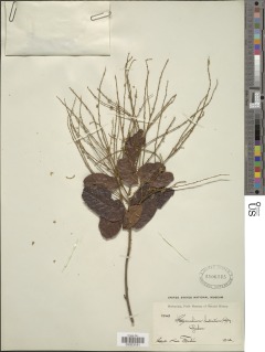 Image of Homalium stipulaceum