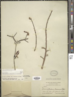 Casearia icosandra image