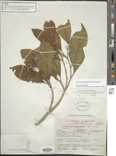 Image of Hasseltia guatemalensis