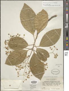 Image of Hasseltia guatemalensis