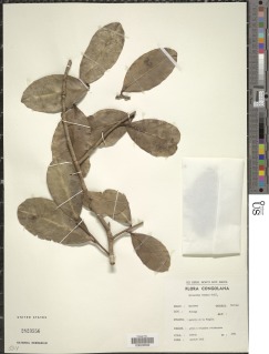 Byrsanthus brownii image