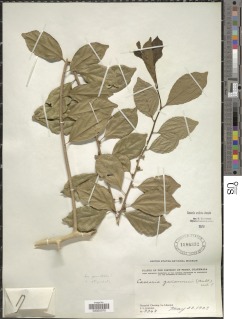 Image of Casearia aculeata