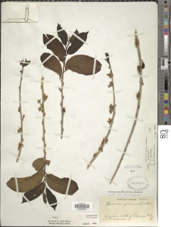 Casearia guianensis image