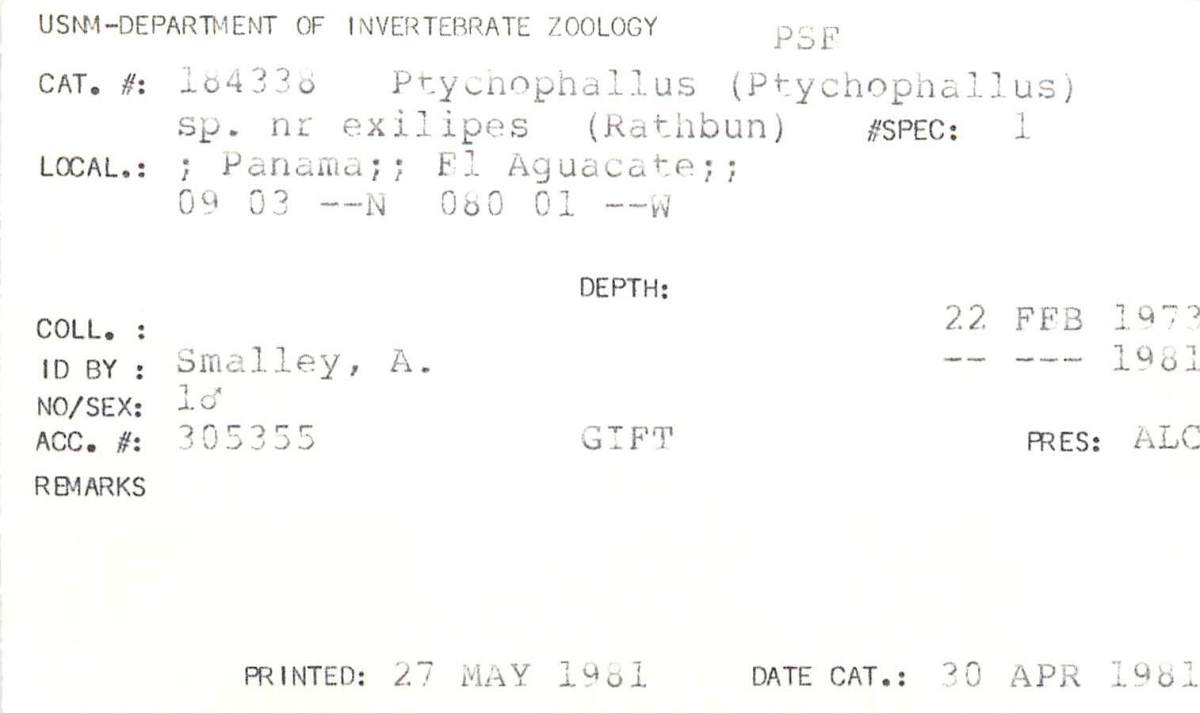 Ptychophallus image