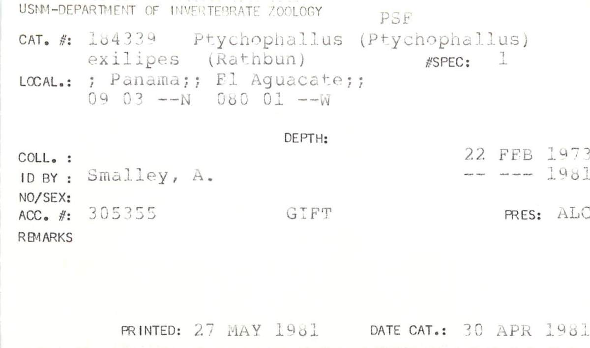 Ptychophallus exilipes image