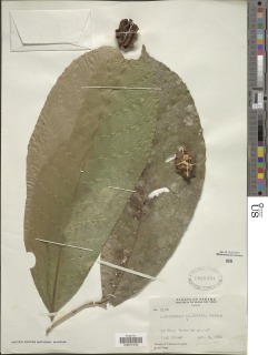 Carpotroche platyptera image