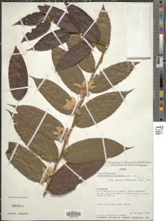 Image of Paropsiopsis decandra