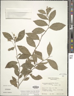 Bartholomaea sessiliflora image