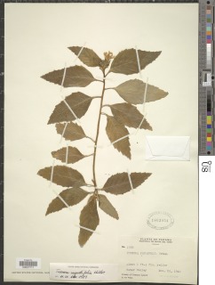 Turnera angustifolia image
