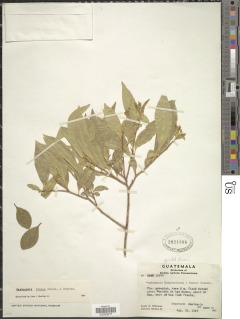 Daphnopsis ficina image
