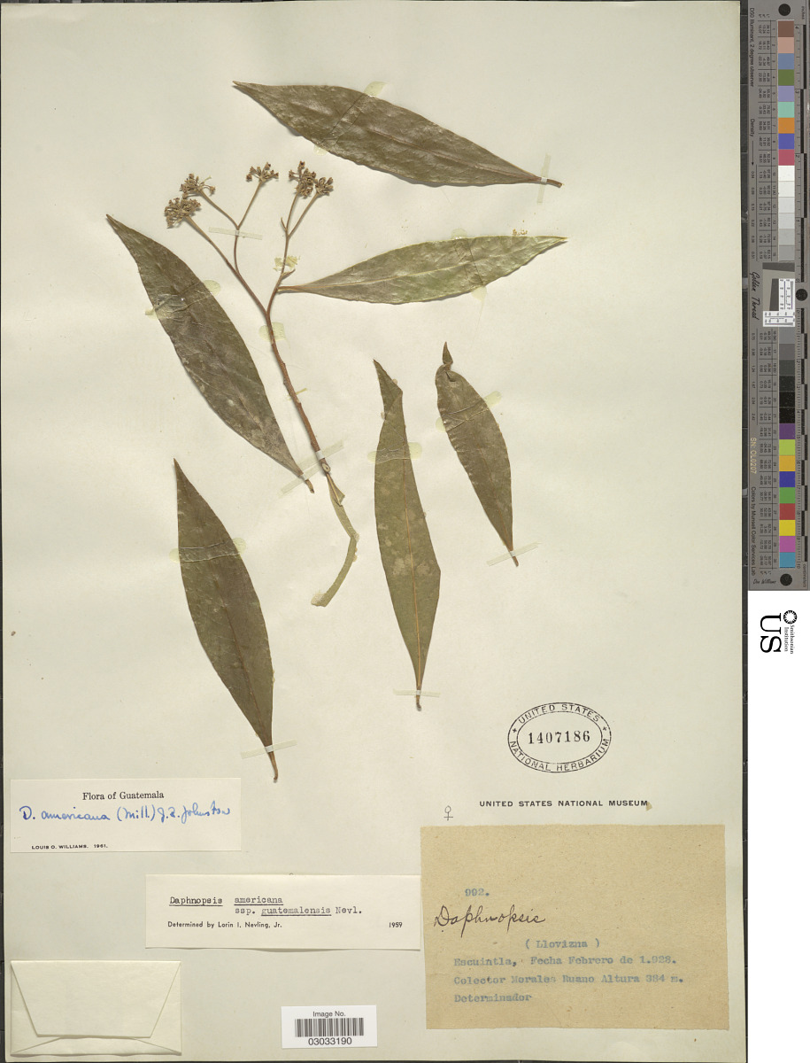 Daphnopsis americana subsp. guatemalensis image