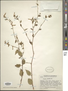 Cuphea cyanea image