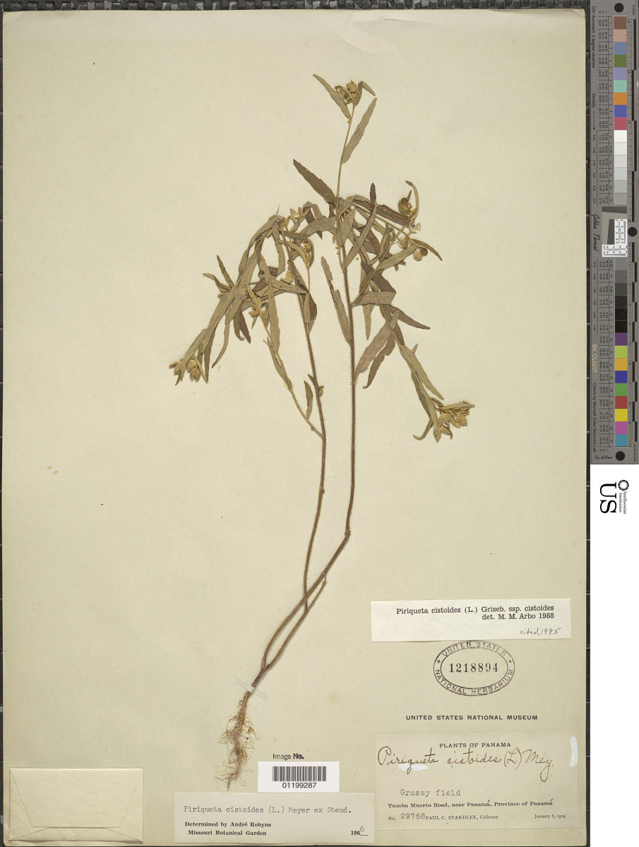 Piriqueta cistoides subsp. cistoides image