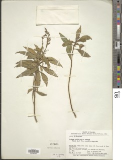 Image of Cuphea epilobiifolia