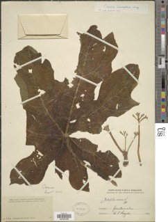 Vasconcellea cauliflora image