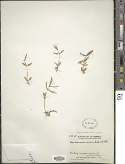 Image of Ammannia auriculata