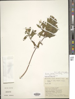 Image of Gnidia latifolia
