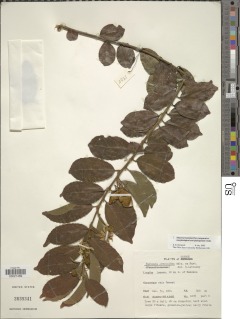 Image of Paropsia grewioides
