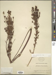 Gnidia apiculata image