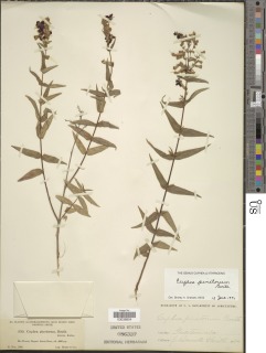 Cuphea pinetorum image