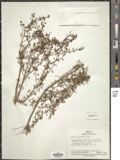 Image of Ammannia auriculata