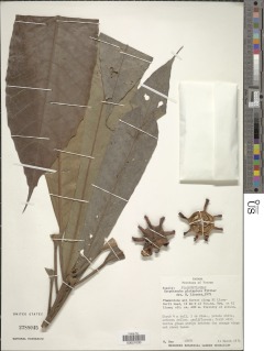 Carpotroche platyptera image