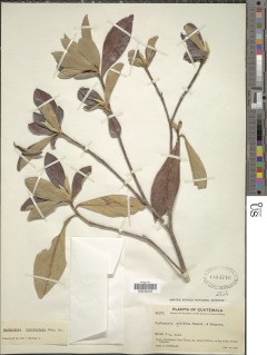 Daphnopsis monocephala image
