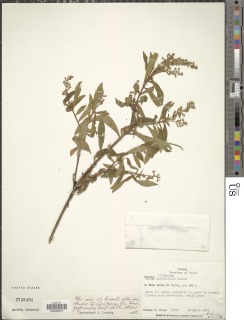 Cuphea epilobiifolia image
