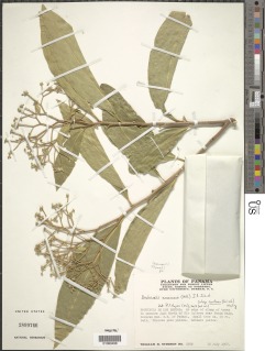 Image of Daphnopsis americana