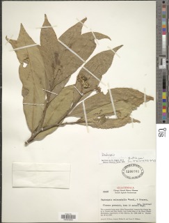 Daphnopsis selerorum image