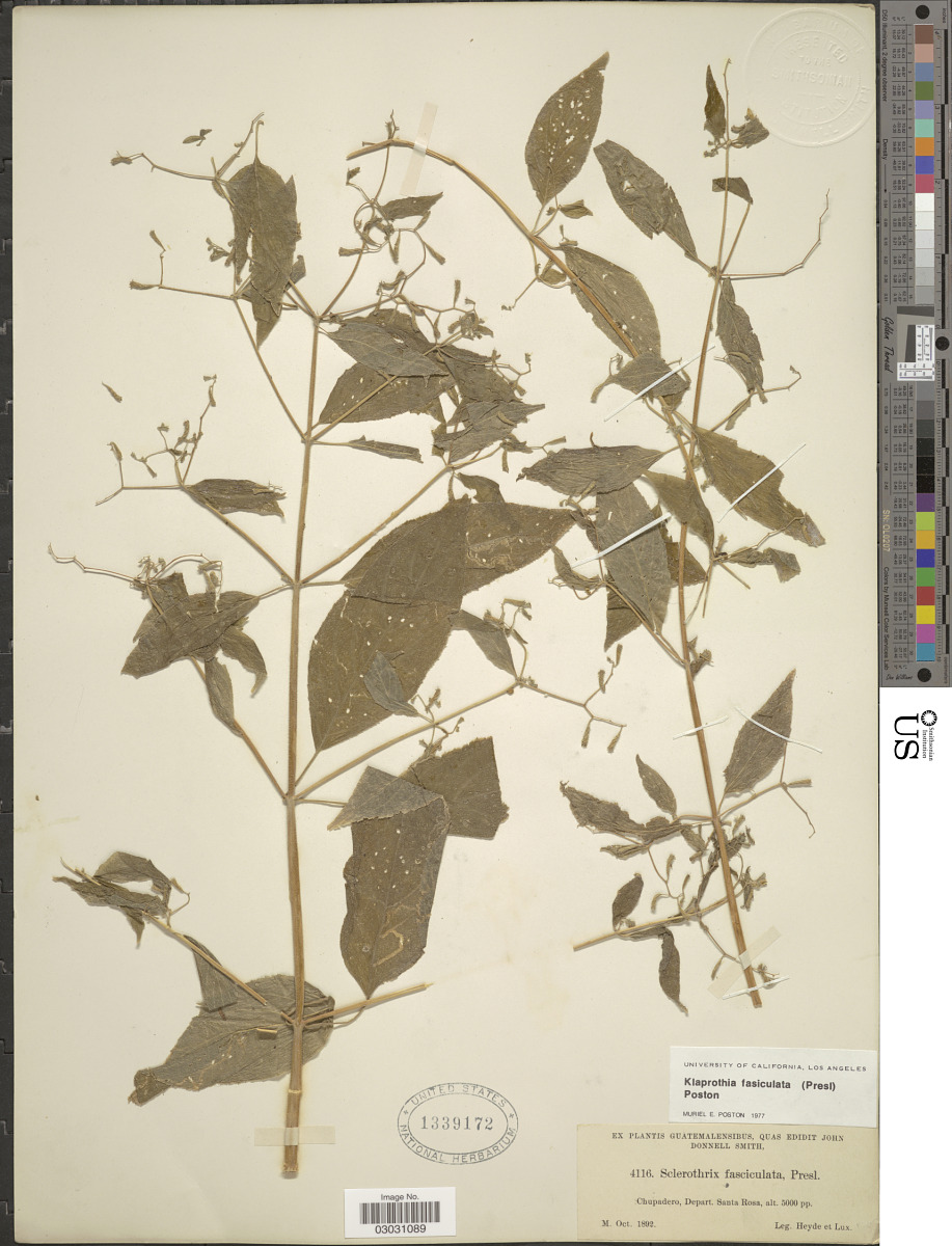 Klaprothia fasciculata image