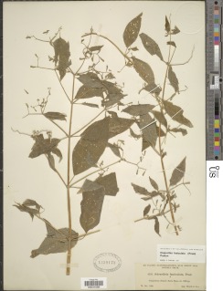 Image of Klaprothia fasciculata