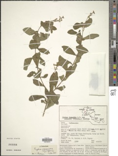 Image of Cuphea racemosa