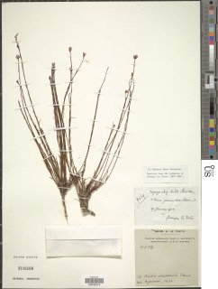Gnidia stenophylla image