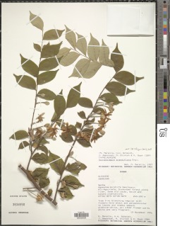 Dicranolepis grandiflora image