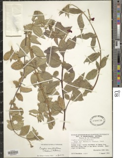 Cuphea axilliflora image