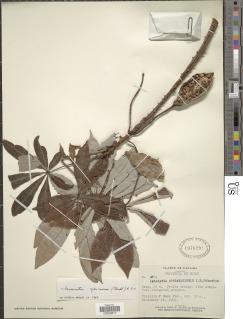 Jacaratia spinosa image
