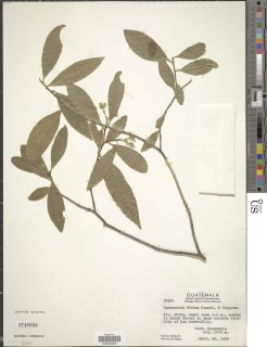 Daphnopsis ficina image