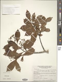 Daphnopsis americana subsp. caribaea image